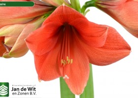 hippeastrum Desire (3)